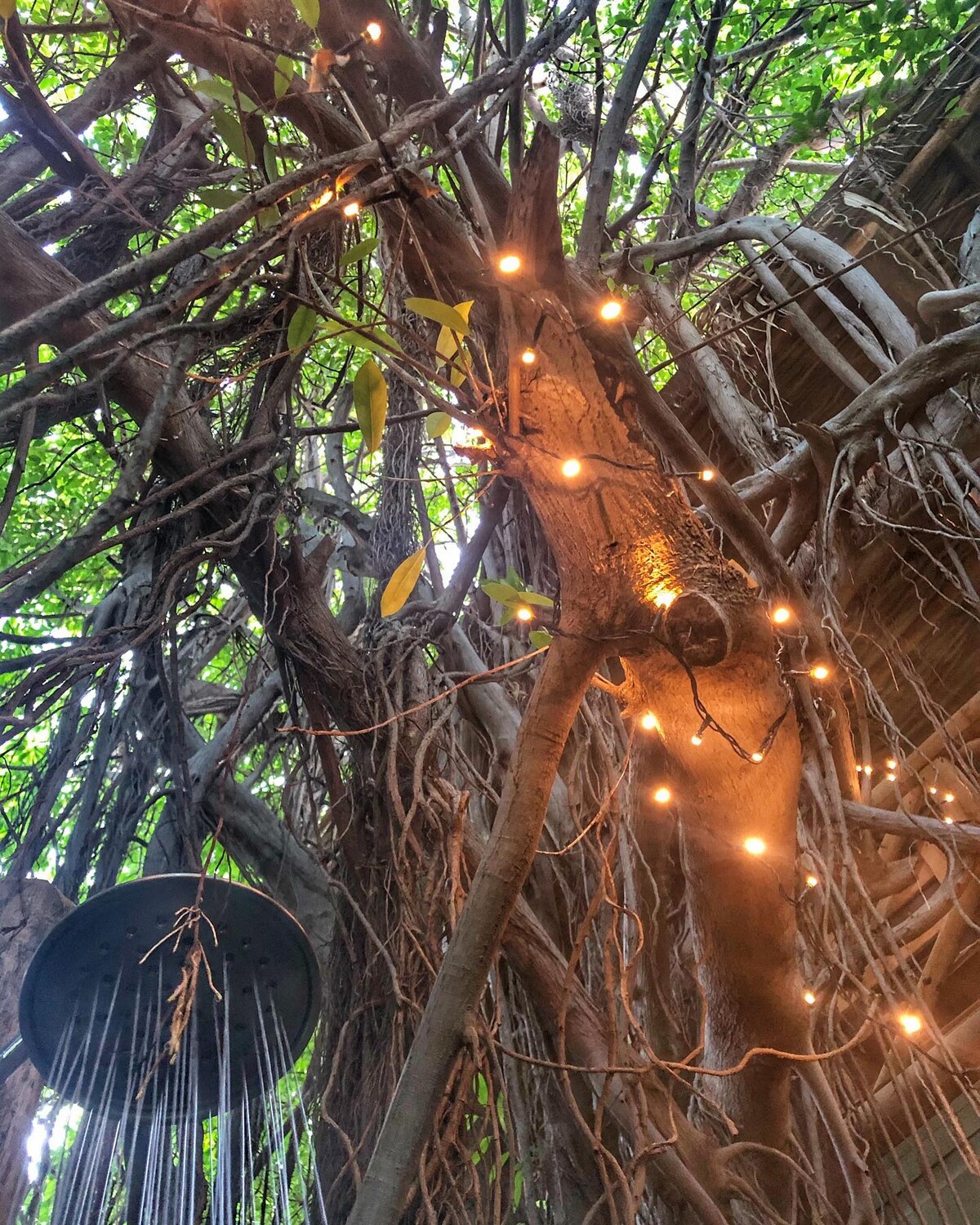 String lights hanging among the trees in the garden at Mondi Lodge at dusk