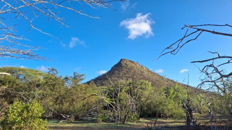 The Sint Michielsberg hill seen through dry forest under a blue sky, Curaçao