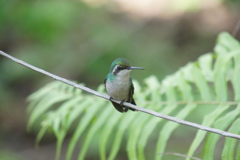 A hummingbird perched on a branch in the garden at Mondi Lodge